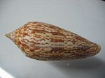 Conus australis